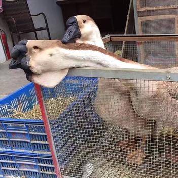 农产品批发供应商刘致言 依托惠农网电脑版深耕家禽产业，助力农业现代化发展