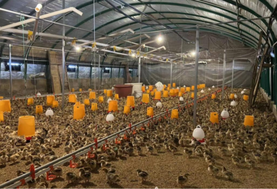 小坡村家禽养殖 特色田园乡村的致富密码