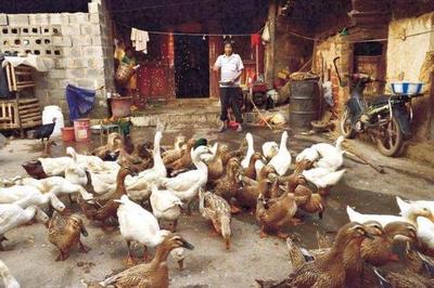 农村养鸡养鹅常见，为何偏偏少养鸭？背后原因令人深思