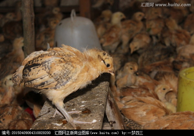 家禽萌宠 小鸡群的动物摄影艺术