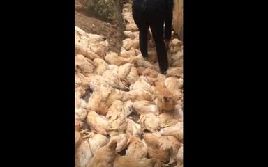 直升机低空作业震动致鸡棚大批家禽死亡事件分析