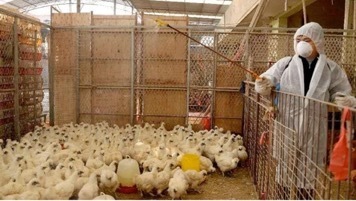 广西家禽业回暖，市场经营户开工率过半