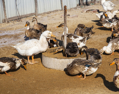 鹅场与家禽养殖的现状与前景