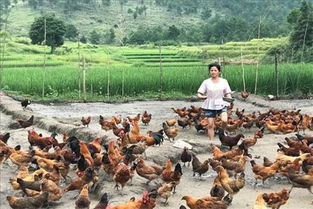 独山县生态家禽产业发展调研圆满结束，助力乡村振兴迈新步