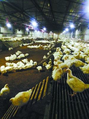 智能光照技术点亮现代蛋鸡养殖新篇章