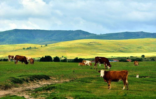 中国生态农牧 互联网赋能家禽养殖，驱动产业智慧升级