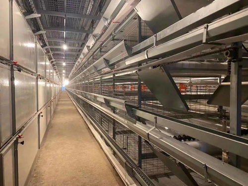 宜宾造德国生产线鸡蛋 家禽养殖的人性化革命