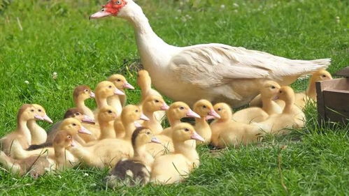 从家禽养殖看政治关切的本质 破除标签与理解现实