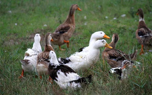 织里家禽盗窃案告破 男子流窜作案涉案4000余元被刑拘