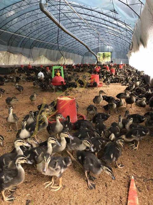 广汉中力家禽养殖有限责任公司 专业养殖，品质为先