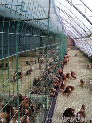 山东常用绿色养殖铁丝网 家禽浸塑围栏网的全面解析与应用