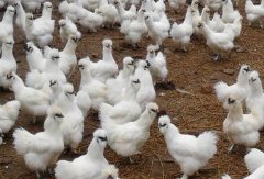 家禽养殖 从传统到现代的产业之路