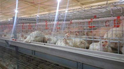 郯城县庆刚家禽养殖农民专业合作社 现代化家禽养殖的探索与实践