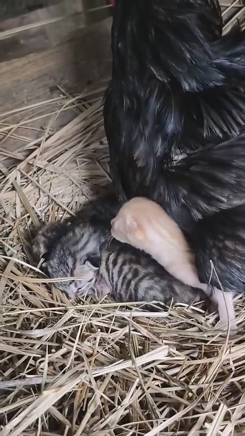 家禽中的欢乐明星 农村养殖中的搞笑鸡趣闻