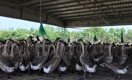 江门养禽户喜迎政策红利 政府补贴60元，家禽保险最高赔付180元/只