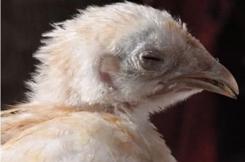 劝你不要轻视蛋鸡的零星死亡 家禽养殖需警惕细节隐患