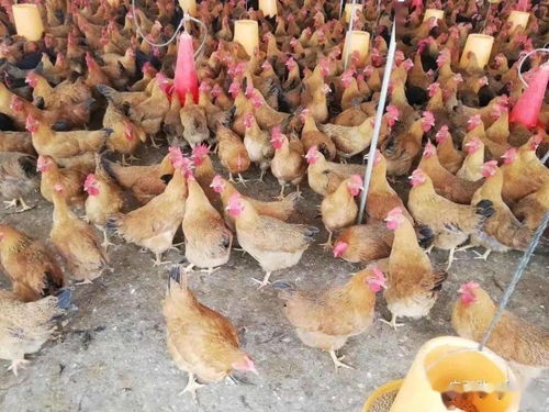 家禽养殖业扭亏为盈 部分发酵饲料的创新应用