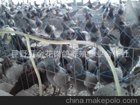 巨野县金花肉鸽养殖专业合作社 优质山东肉鸽的领先供应者