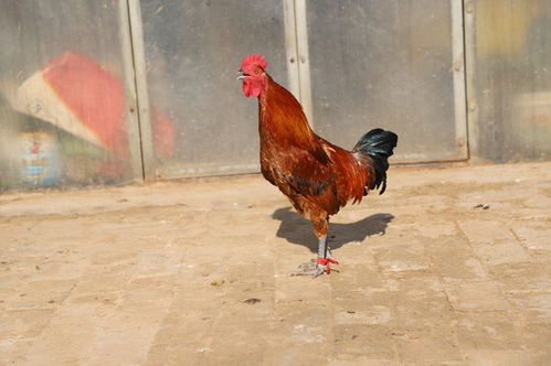 散养土鸡金鸡独立图片素材 家禽家畜摄影与养殖实用指南