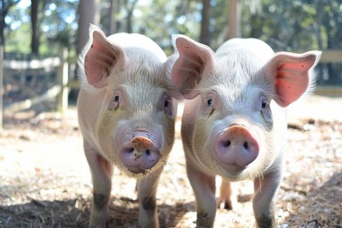 家禽养殖与猪家畜摄影图 记录与下载的实用指南