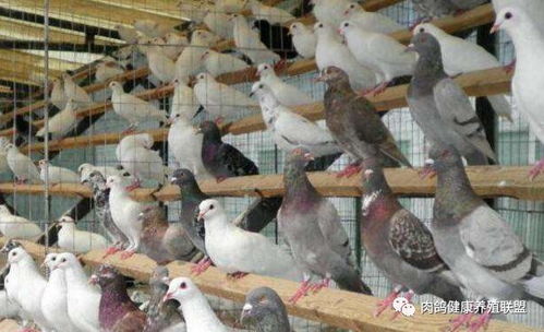 家禽业迎来政策春风，国务院发文助力产业复苏