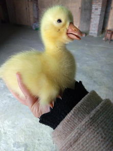 雏鹅棚舍建设指南 养殖大棚的科学设计与建造